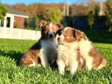 Özel Renk Border Collie Yavruları