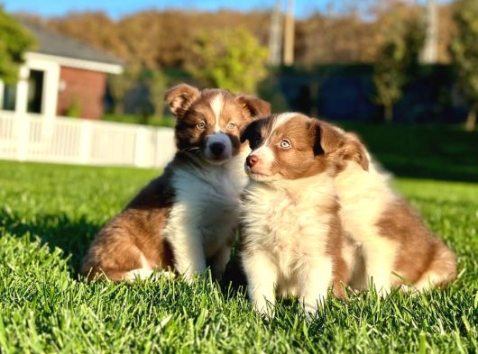 Özel Renk Border Collie Yavruları görsel