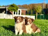 Özel Renk Border Collie Yavruları