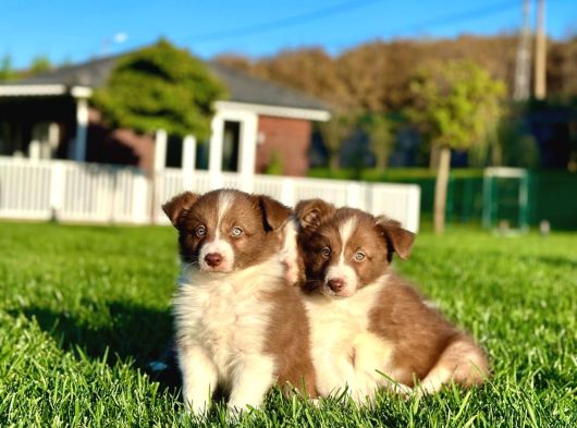 Özel Renk Border Collie Yavruları görsel