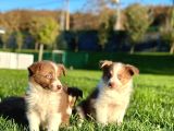 Özel Renk Border Collie Yavruları