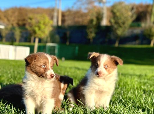 Özel Renk Border Collie Yavruları görsel