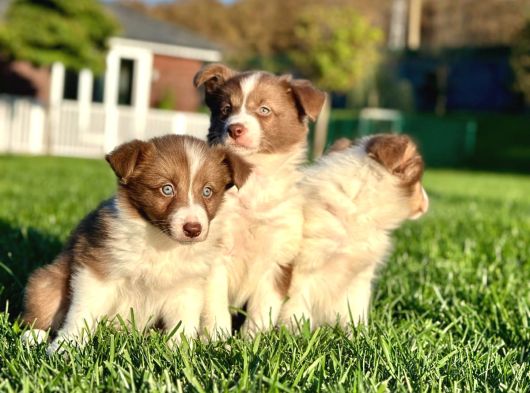 Özel Renk Border Collie Yavruları