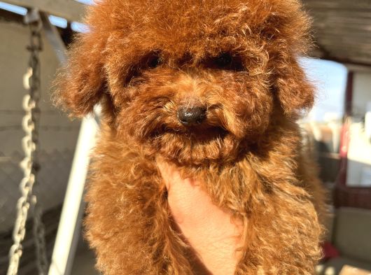 Teacap Poodle görsel