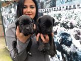 SAFKAN CANECORSO YAVRULARIMIZ