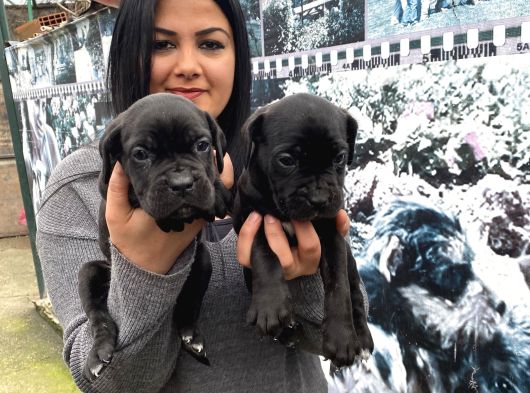 SAFKAN CANECORSO YAVRULARIMIZ