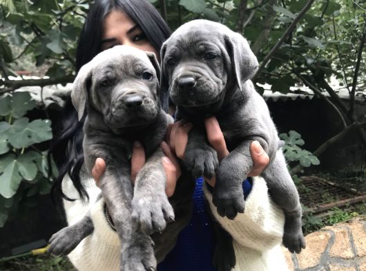 Safkan Canecorso Yavrularimiz görsel