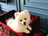 6 Aylık Dişi Sevimli Beyaz Pomeranian