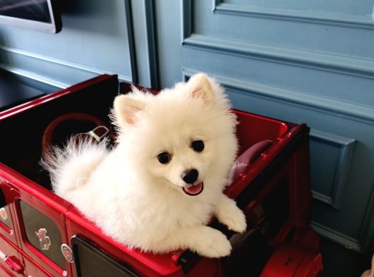 6 Aylık Dişi Sevimli Beyaz Pomeranian görsel
