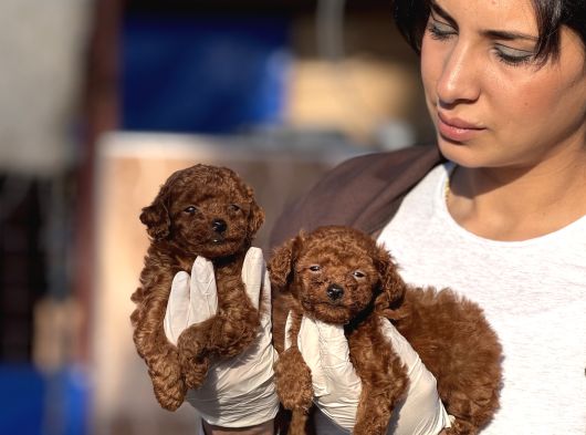 Toy Poodle Yavrularımız görsel