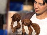 Kore poodle yavrularımız