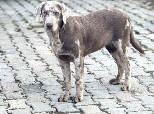 Chocolate Merle Türki̇yede Tek Labrador Nadi̇r Bulunan