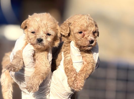 Maltipoo Yavrularımız