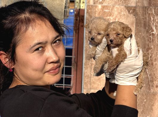Maltipoo Yavrularımız görsel