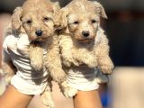 Maltipoo Yavrularımız