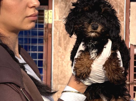 Toy Poodle Yavrularımız görsel
