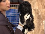 Toy Poodle Yavrularımız