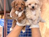 Maltipoo Yavrularımız