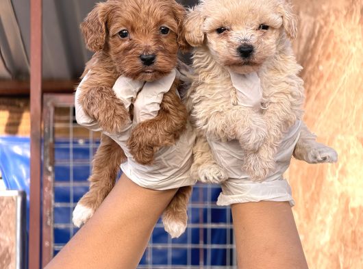Maltipoo Yavrularımız görsel