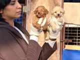 Maltipoo Yavrularımız
