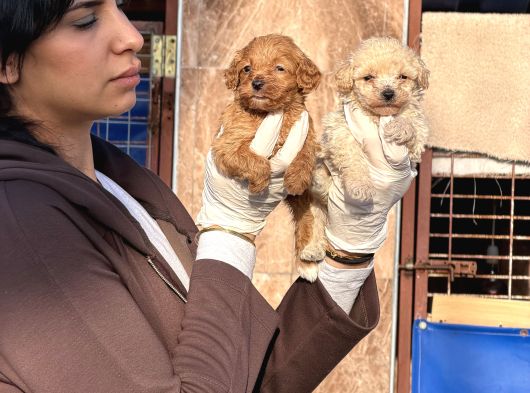 Maltipoo Yavrularımız görsel