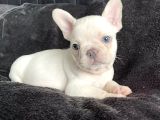 Dişi Ve Erkek French Bulldog Yavrularımız