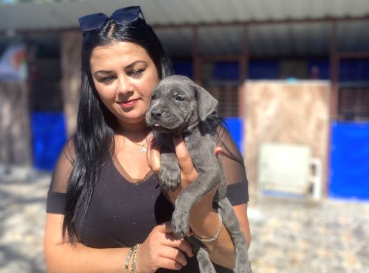 Safkan Canecorso Yavrularımız görsel