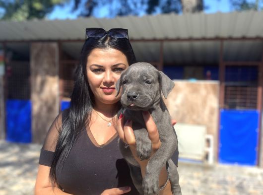 Safkan Canecorso Yavrularımız görsel