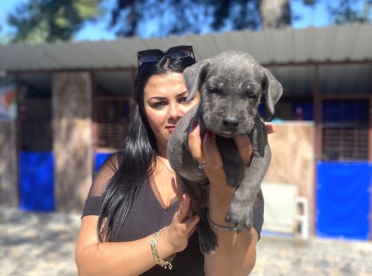 Safkan Canecorso Yavrularımız görsel