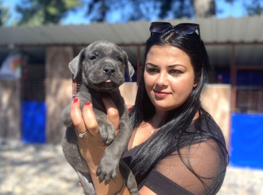 Safkan Canecorso Yavrularımız görsel