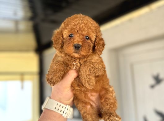 Red Brown Toy Poodle Bebekler Aşili A Kali̇te