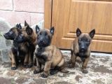 Koyu Kızıl Siyah Hırs Küpü Malinoisler