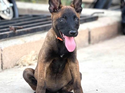 Koyu Kızıl Siyah Hırs Küpü Malinoisler görsel