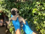 Mükemmel Pug Yavrularimiz
