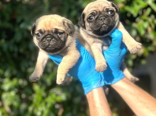 MÜKEMMEL PUG YAVRULARIMIZ