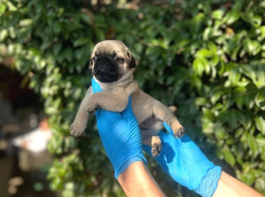 Mükemmel Pug Yavrularimiz görsel