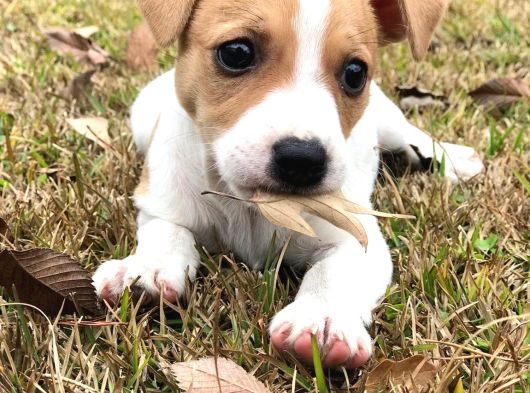 A kalite dişi erkek jack russell yavrular