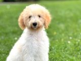 Goldendoodle Bebek Yüzlü Dev Boy Yavrular