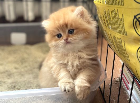 1 Kali̇te Golden Bri̇ti̇sh Longhai̇r Ve Shorthai̇r Yavrular görsel