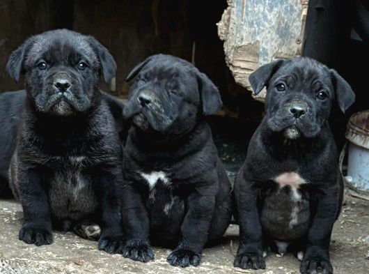 Safkan Cane Corso