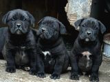 IRK VE SAĞLIK GARANTİLİ CANE CORSO