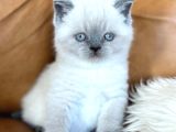 Di̇kkat Çeki̇ci̇ Bluepoint British Shorthair