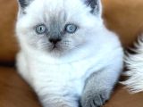 Di̇kkat Çeki̇ci̇ Bluepoint British Shorthair