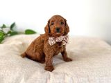 IRK GARANTİLİ Toy Poodle yavrularımız