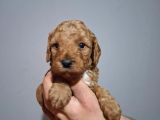 Minnacık Toy Poodle Yavrularımız