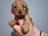 Minnacık Toy Poodle Yavrularımız