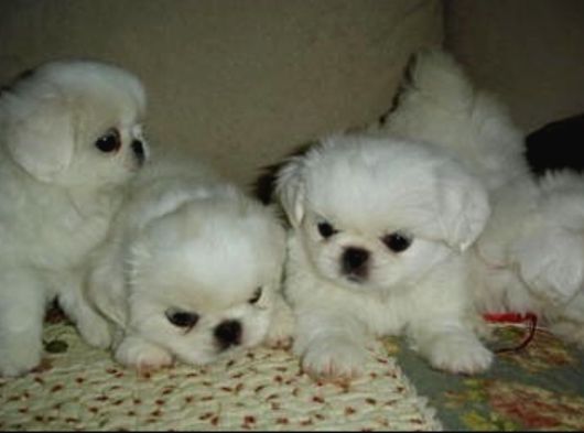 Kore teacup pekines bebeklerimiz