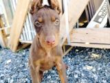 Kızıl ve siyah doberman yavruları