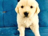 Baby Face Dişi Golden Yavrularımız