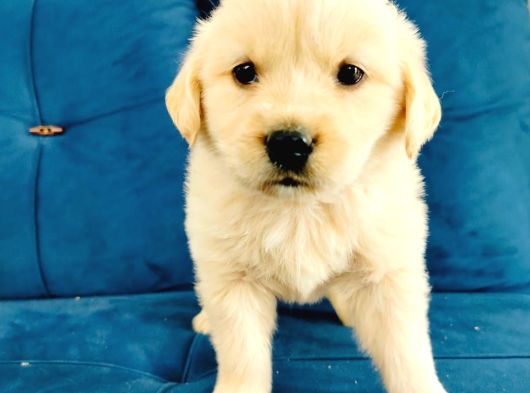 Baby Face Dişi Golden Yavrularımız görsel
